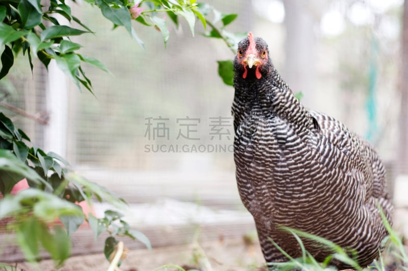 鸡,好奇心,普利茅斯洛奇,水平画幅,彩色图片,无人,家禽,牲畜,摄影