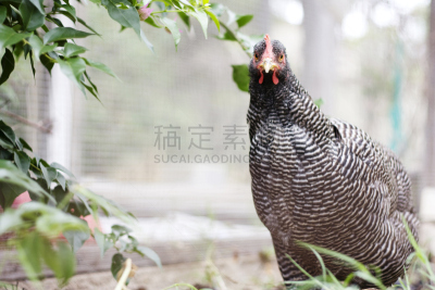 鸡,好奇心,普利茅斯洛奇,水平画幅,彩色图片,无人,家禽,牲畜,摄影
