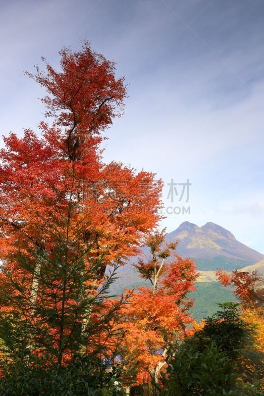 汤布院,由布市,秋天,叶子,凫山,大分县,鸡爪枫,枫叶,垂直画幅,无人