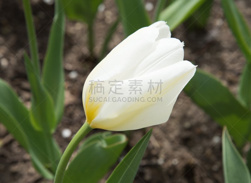 Single white tulip with a hint of yellow in an ​outdoor garden during springtime in Aurora, Illinois