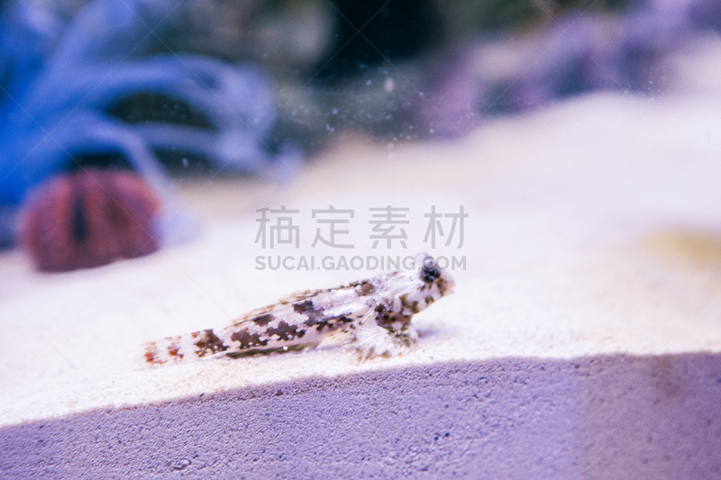 海洋,鱼类,小丑鱼,珊瑚色,水平画幅,橙色,无人,蓝色,水下,海鱼