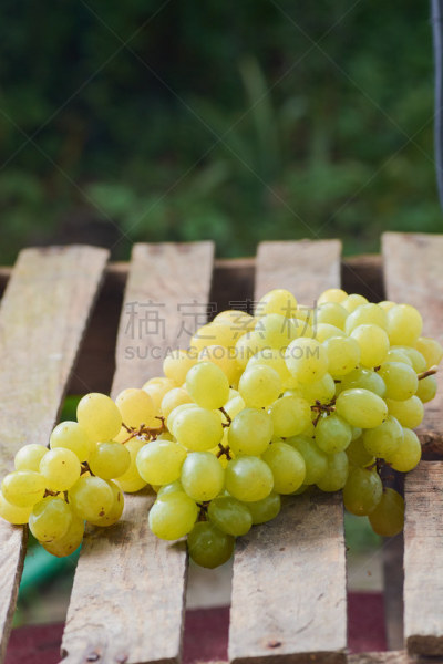 葡萄,轻的,垂直画幅,葡萄酒,葡萄酒厂,无人,古老的,含酒精饮料,夏天,饮料