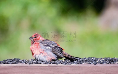 松雀,阿拉斯加,野生动物,环境,雄性动物,北美歌雀,蜡嘴鸟,自然美,生物,动物
