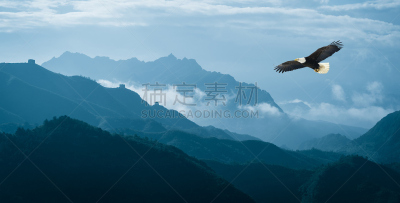 鹰,山,早晨,雾,在上面,鸟类,风景,高大的,天空,老鹰