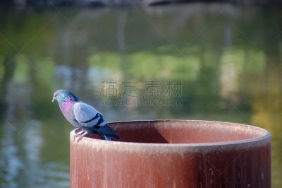 河流,鸽子,生物学,动物主题,野生动物,环境,平衡,加利福尼亚,翅膀,一只动物