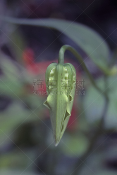 火红色百合,花蕾,火百合花,马哈拉施特拉邦,自然,垂直画幅,无人,户外,季候风,印度