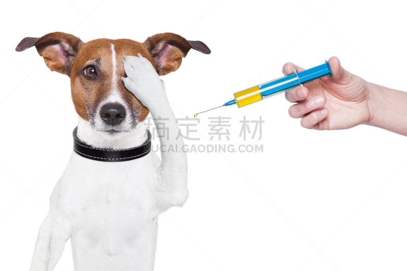 狗,欲望,杰克拉瑟短腿犬,水平画幅,梗犬,白色,痛苦,剂量