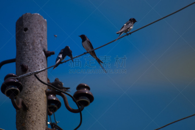 电缆,鸟类,电,能源,天空,水平画幅,云,家禽,金属丝,北美歌雀