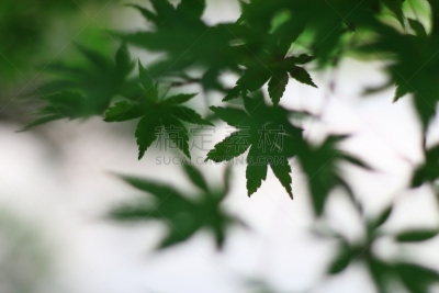 季节,自然,水平画幅,无人,日本,横滨,叶子,摄影,树