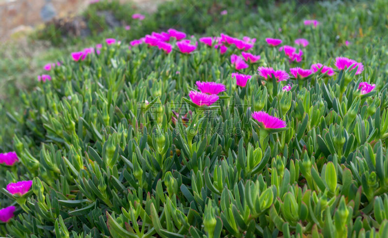 曼加,海岸线,西班牙,圣路卢卡斯,巴洛,丁香花,特拉华,地中海,草坪,清新