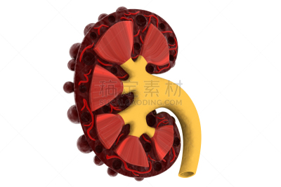 肾脏,横截面,肾病,泌尿系统,输尿管,尿液,人,三维图形