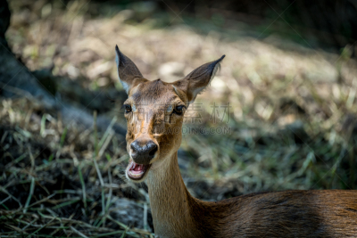 Brow-Antlered Deer,图像,母鹿,鹿角,自然,褐色,水平画幅,可爱的,泰国,远征