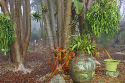 园林,鸡尾酒,鹿角蕨,凤梨科植物,香蕉树,水平画幅,无人,香水,早晨,室内植物
