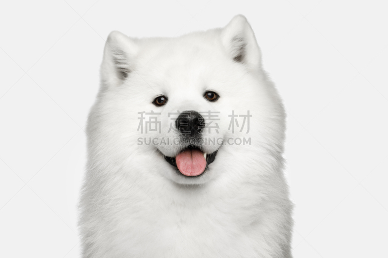 萨摩耶犬,狗,白色背景,分离着色,口络,爱斯基摩犬,毛绒绒,训服,西伯利亚哈士奇犬,小狗