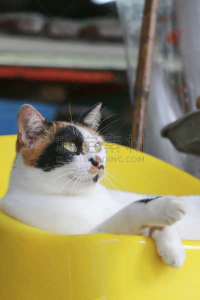 猫,用爪子抓,浣熊,短毛猫,垂直画幅,褐色,小的,不,无人,猫科动物