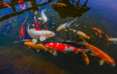 池塘,鲤鱼,多色的,兽群,锦鲤,鳞目,金鱼,游园会,水下,动物鳍