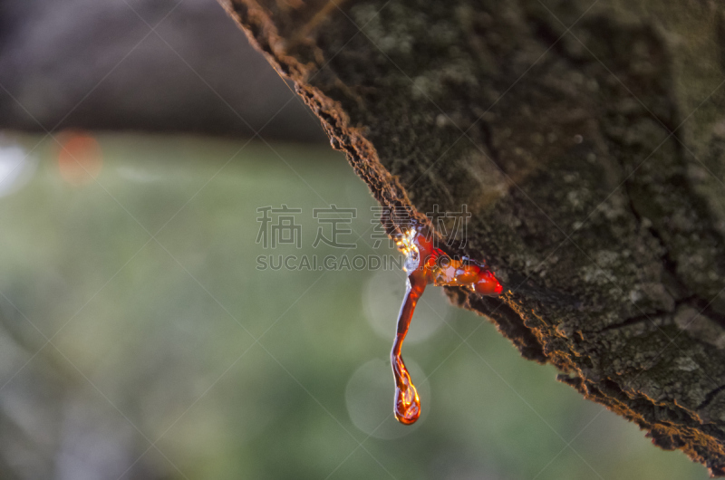 蔬菜,松香,tyrifjorden,琥珀,聚合物,点状,植物表皮,自然,化学制品,身体受伤