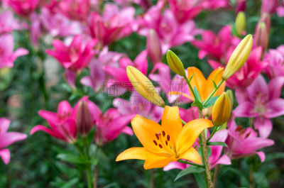 百合花,田地,早晨,橙子,自然,水平画幅,无人,夏天,尤脑香科树,特写