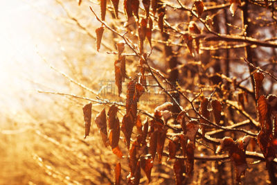 枝,日光,气氛,表现积极,水平画幅,雪,无人,户外,蜈蚣,明亮