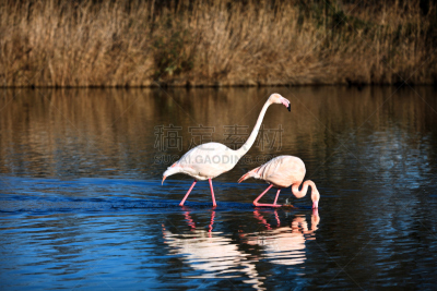 flamingo in search of food