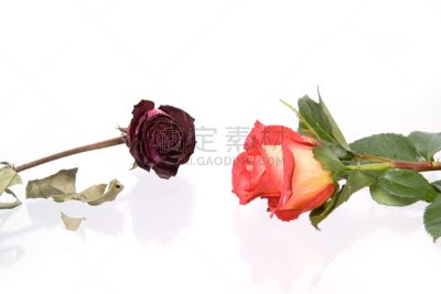 玫瑰,清新,亮色调,抽陀螺,水,芳香的,水平画幅,易接近性,无人,美人