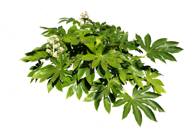 绿色,自然,背景分离,植物,分离着色,鸡尾酒,季节,夏天,春天,明亮