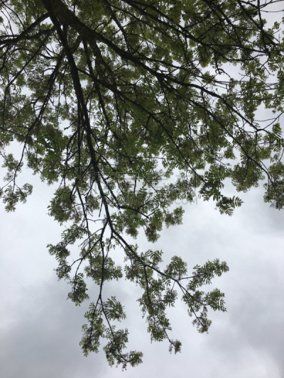 灰树,鹭管鱼,五月,自然,垂直画幅,无人,艾克塞特,爱塞特,植物,英国