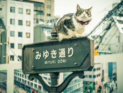 银座,水平画幅,建筑,城市天际线,日本,人,商店,户外,亚洲,著名景点