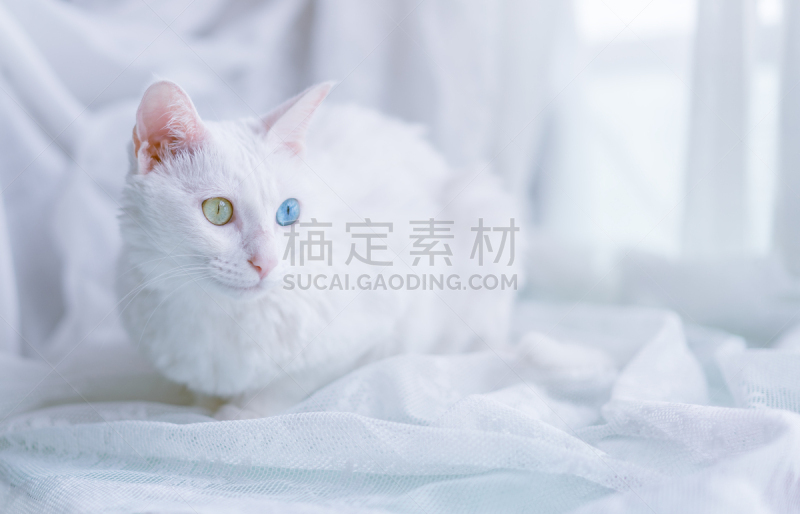 猫,动物眼睛,彩色图片,头发,水平画幅,可爱的,猫科动物,动物身体部位,肖像,人的眼睛