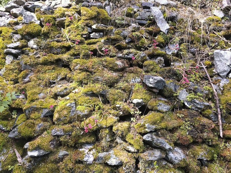 林区,莫堤玫瑰山,格雷索,山谷,森林,风景,树林,水,褐色,水平画幅