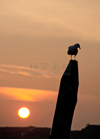 海鸥,早晨,木桩,拉德卡,垂直画幅,水,威尼托大区,无人,鸟类,船