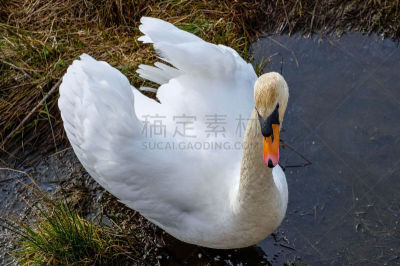 天鹅,苏格兰湖,自然美,纯净,野生动物,脖子,英国,翅膀,池塘,动物