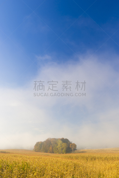雾,玉米,太阳,早晨,田地,垂直画幅,佛蒙特,夏天,户外,北美