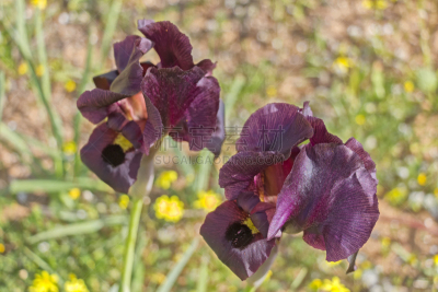 鸢尾,bearded iris,金花菊,色彩鲜艳,自然美,春天,植物,开花植物,自然