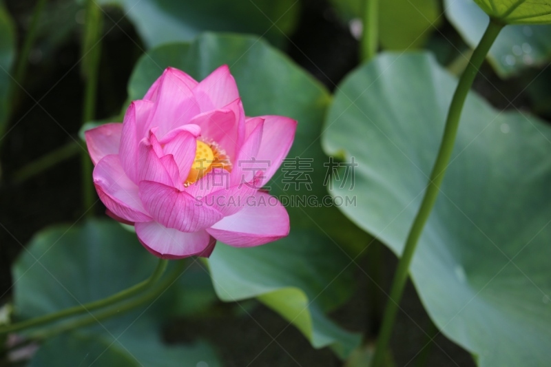 荷花,水平画幅,无人,日本,户外,开花时间间隔,莲花坐式,莲藕,莲花,植物