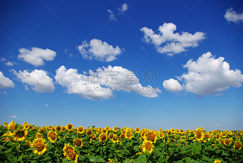 田地,天空,水平画幅,无人,夏天,户外,植物,多云,农业,叶子