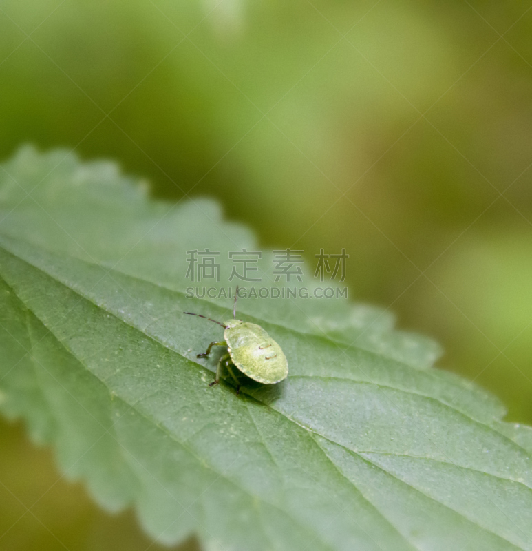 green shield bug,幼虫,自然,垂直画幅,绿色,小的,无人,户外,特写,农作物