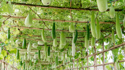 建筑结构,瓜,南瓜属,冬天,琼不里省,水平画幅,葫芦,无人,南瓜,巨大的