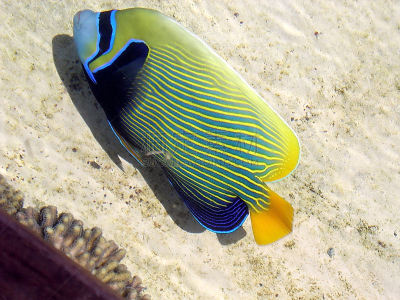 比目鱼,海豚,哺乳纲,水平画幅,水族馆,无人,鱼类,以色列,人工饲养动物,摄影