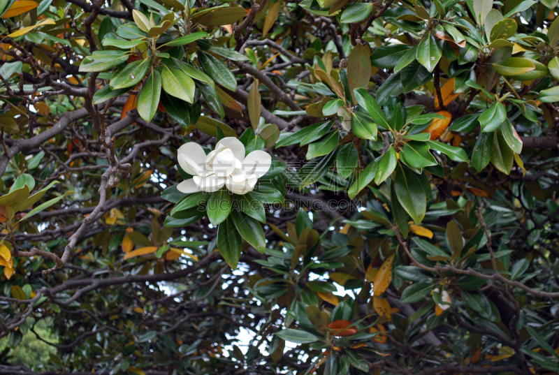 仅一朵花,白色,moreton bay fig,枝,公园,气候,水平画幅,枝繁叶茂,无人,户外