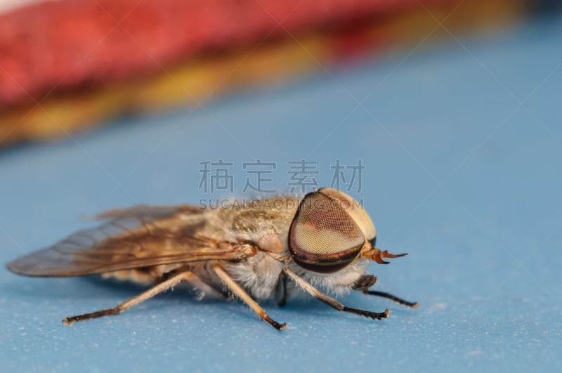 马蝇,平视角,蓝色,伤寒症,家蝇,自然,太空,褐色,野生动物,水平画幅