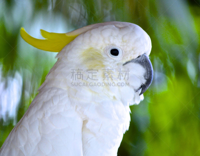 美冠鹦鹉,前景聚焦,白伞膜凤头鹦鹉,水平画幅,无人,鸟类,鹦鹉,摄影