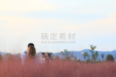 草,粉色,环境,公园,韩国,乱子草属,朝鲜半岛,植物,背景,户外