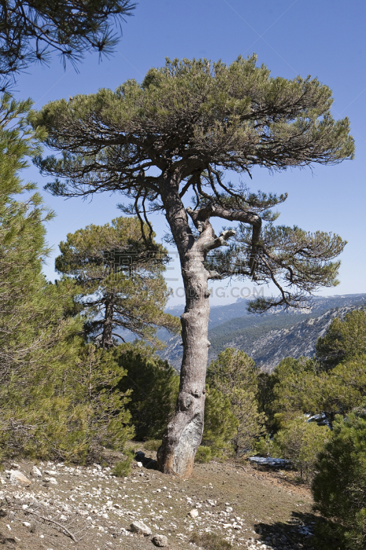 Pinus halepensis or carrasque?o