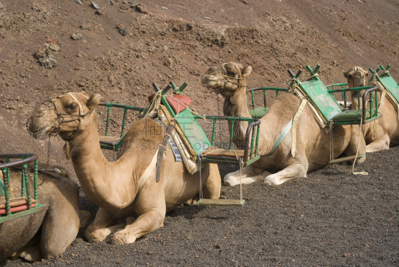 兰萨罗特岛,骆驼,timanfaya national park,脑,休眠火山,单峰骆驼,动物内脏,水平画幅,沙子,熔岩