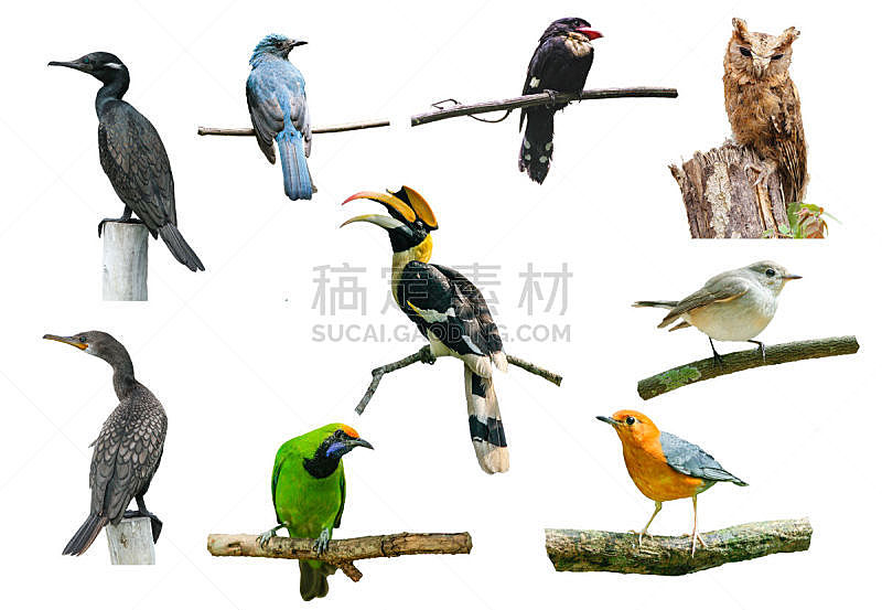 鸟类,白色背景,自然,野生动物,水平画幅,猫头鹰,犀鸟,热带雨林,户外,2015年