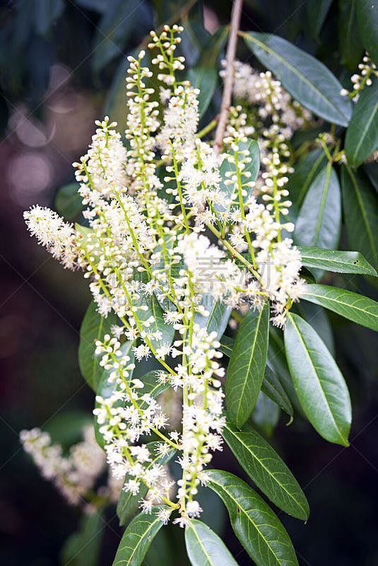 英国 春天 月桂花冠 英格兰 枝繁叶茂 月桂树叶 3到4个月 充满的 白色 黄色图片素材下载 稿定素材