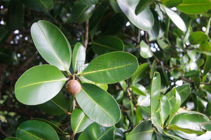 藤黄科,心皮,自然,植物,水平画幅,无人,清新,叶子,特写,背景