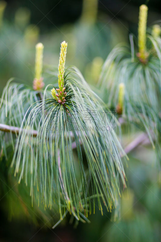 青年人,松树,运动模糊,背景,霍利福德河谷,牛津大学,牛津,密歇根州牛津,拟人,松果