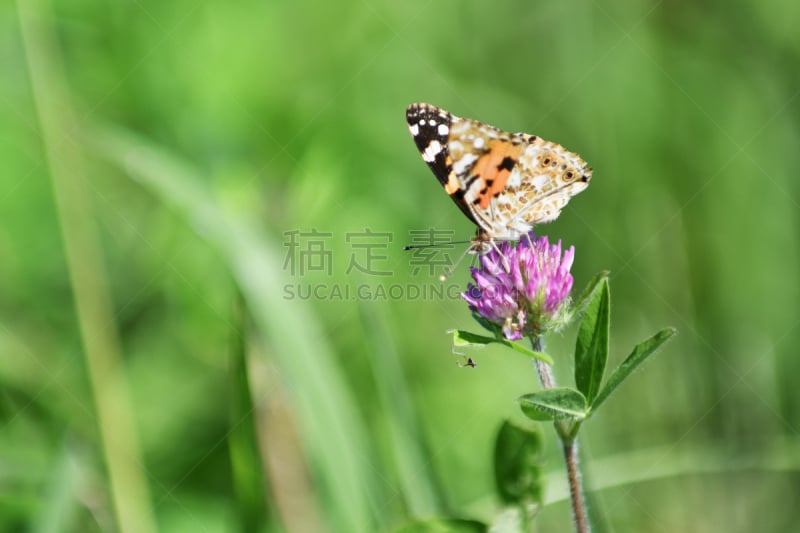 蛱蝶科,草原,自然,留白,水平画幅,生物,秋天,无人,红羽毛三叶草,日本